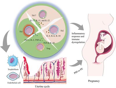 Exploring the role of T helper subgroups and their cytokines in the development of pregnancy-induced hypertension